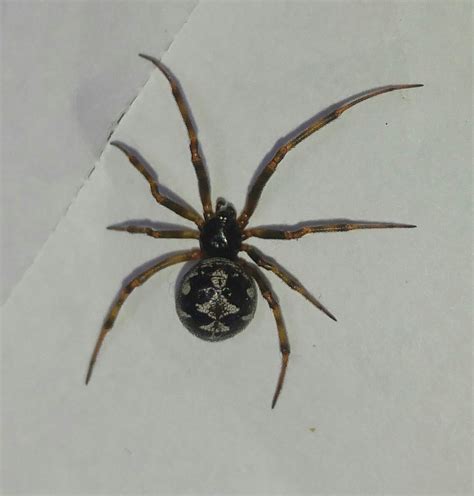Das muss nicht unbedingt sein, denn spinnen kommen aus anderen beweggründen ins haus. Welche Spinne ist das? Habe die letzten Tage sehr viele ...