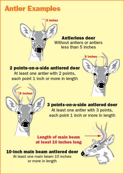 Deer Seasons And Bag Limits Florida Hunting Eregulations
