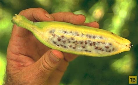 Top 10 Most Rare And Unusual Varieties Of Bananas Pictolic
