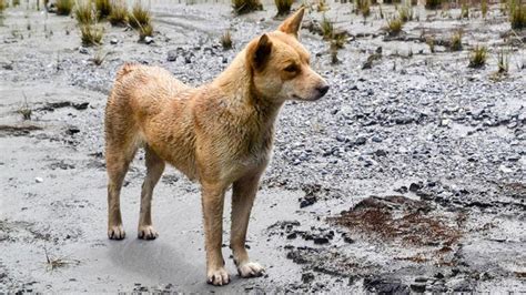 El Perro Más Antiguo Y Raro Del Mundo Acaba De Ser Visto En La Naturaleza