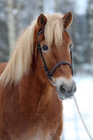 suomenhevonen  finnish race nature   preddy pinterest horse animal  horse riding