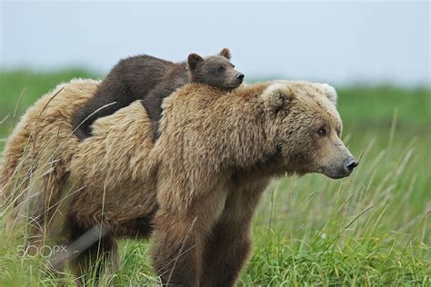 15 Un Bear Ably Cute Momma Bears Teaching Their Teddy