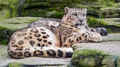 4k Leopard Snow Wallpapers Ultra Hdwallpapers Resolutions