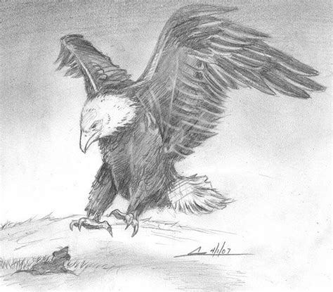 Sketch Please Hunting Eagle Drawing Cool Pencil Drawings Bird