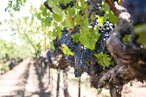 Free Images Tree Branch Grape Vine Vineyard Fruit Food Harvest