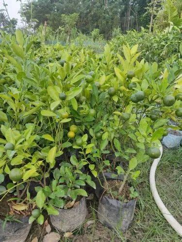 Well Watered Green Sweet Lemon Plant For Garden At Rs 55piece In