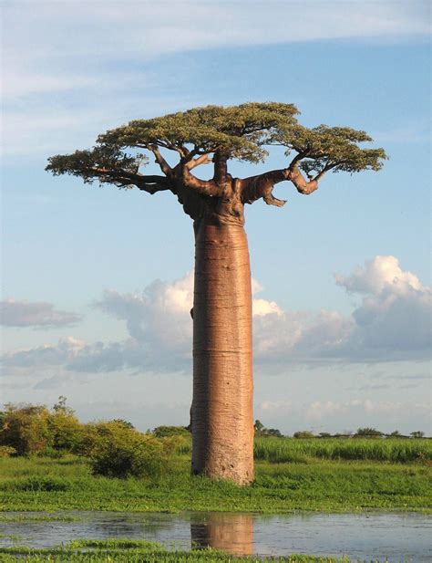 Erreur Weird Trees Unique Trees Baobab Tree