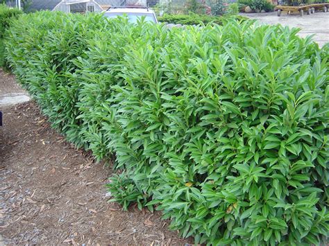 Schip Laurel Plants Growing Shrubs Evergreen Landscape
