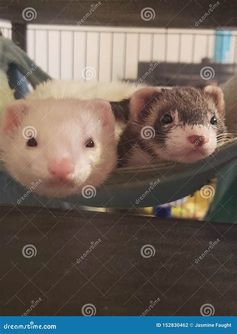 Ferrets In The Hammock Stock Photo Image Of Noses White 152830462