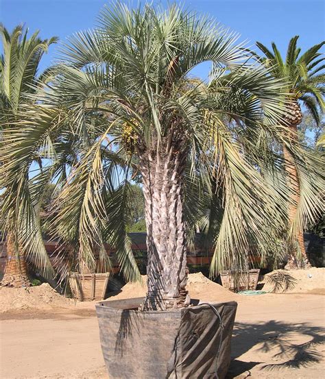 Pindo Palm Tree Pictures Palm Trees Landscaping Palm Trees Palm
