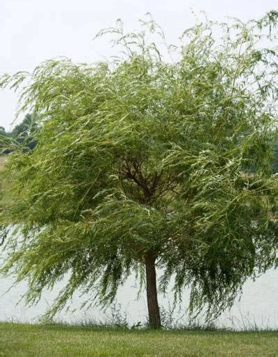 Weeping Willow Trees For Sale Fast Growing Shade