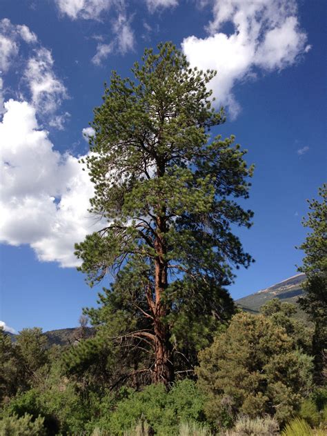 Ponderosa Pine Pinus Ponderosa Also Known As Bull Pine Blackjack