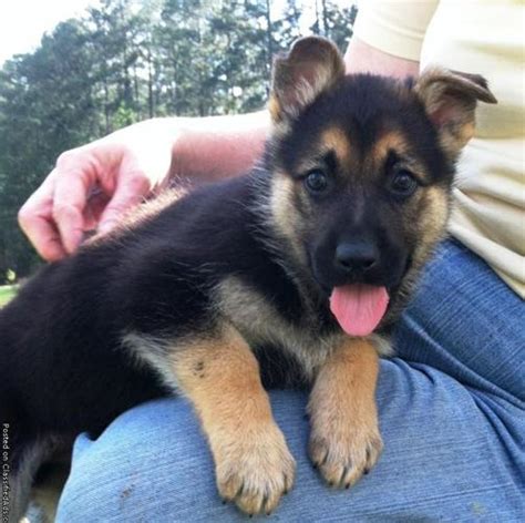 Akc german shepherd female puppies beautiful gs pups, akc, parents on site, family raised, so already grown up with kids other. boggieboardcottage: German Shepherd Puppies For Sale In ...