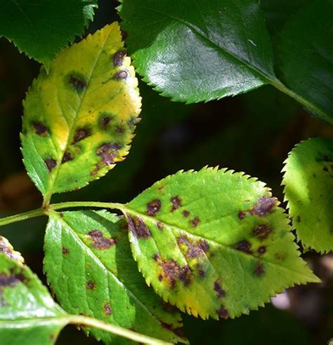 Common Diseases And Pests Of Roses