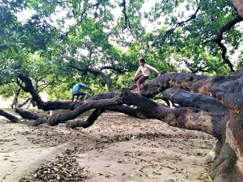 Worlds Largest Mango Tree History And Travel World Heritage Bd