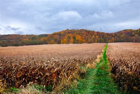 Photography Of A Pathway Through An Ohio Corn Field Surrounded By
