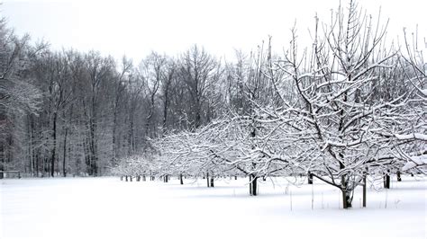 Snow Covered Winter Orchard Free Stock Photo Public Domain Pictures