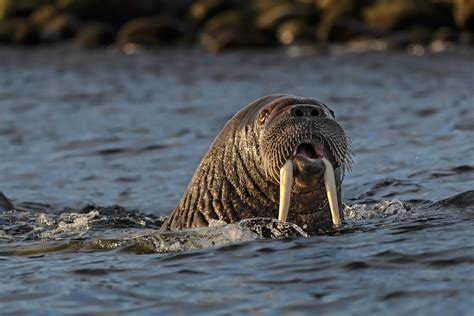 Walrus Swimming In Arctic Sea Portrait Animal Photography Prints
