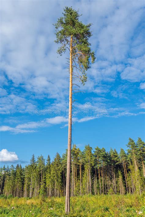 Single Tall Pine Tree Stock Photos Download 628 Royalty