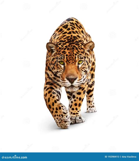 Jaguar Vue De Face Disolement Sur Le Blanc Ombre Image Stock