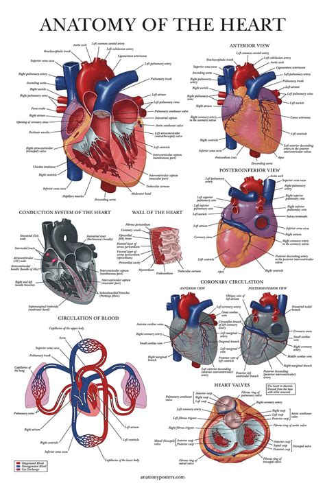 Buy Heart Anatomy Laminated Anatomical Chart Of The Human Heart