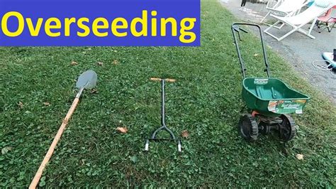 Overseeding Lawn Before And After Footage Organic Lawncare Youtube