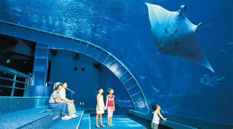 Okinawa Churaumi Aquarium Klook