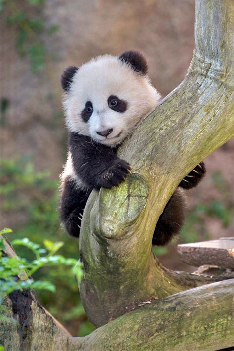 San Diego Zoo Cute Baby Animals Panda Bear Panda
