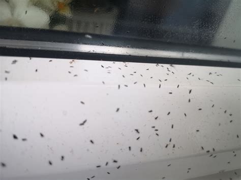 Tiny Bugs On Window Sill 661803 Ask Extension