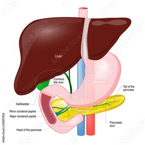 Gallbladder Duct Anatomy Of The Pancreas Liver Duodenum And Stomach