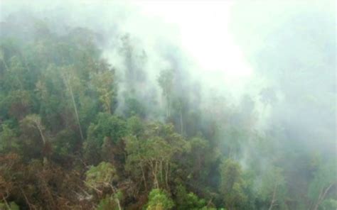 Indonesia yang terletak di daerah iklim tropis memiliki kawasan hutan yang masuk dalam kelas kebakaran tingkat satu. Muncul Pembakaran Hutan Baru, Singapura Tekan Indonesia ...