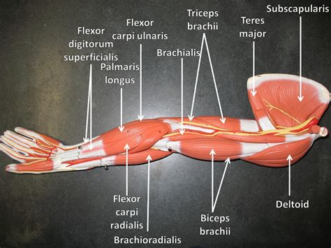 Human Arm Muscles Labeled