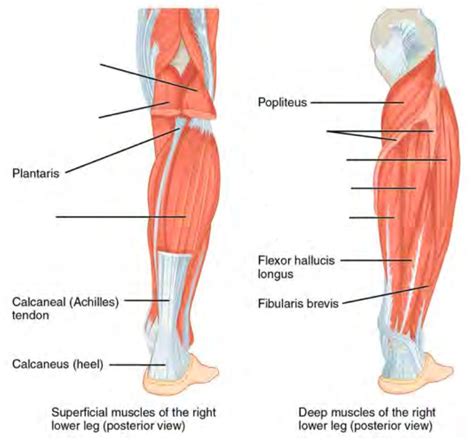 Leg Muscles Diagram Labeled Muscles Of Leg Intermediate Dissection