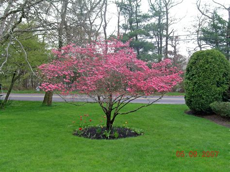 According to the new southern living garden book, for many southerners, there's only one dogwood: Pink Dogwood tree image - Google Search | Dogwood trees ...