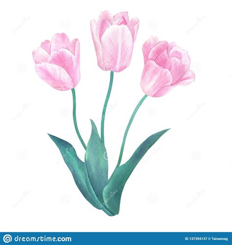 Bouquet Of Three Pink Tulips Hand Drawn Watercolor Illustration