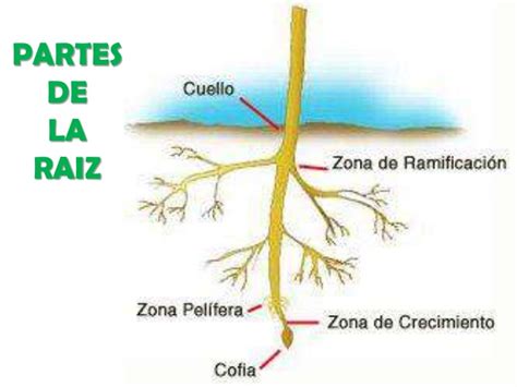 Aprendamos Sobre Las Plantas Con Las Tic Partes De La Planta