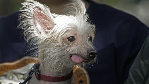 Chinese Crested Dog Has American Roots