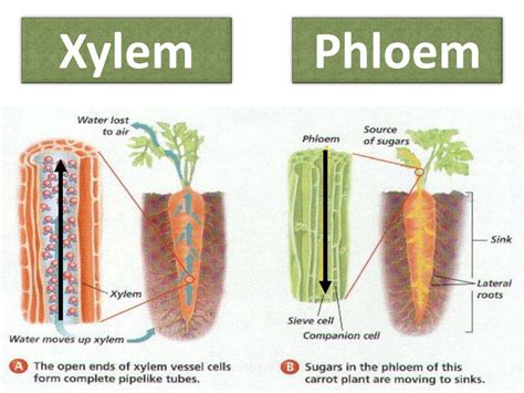 Xylem With Images Plant Tissue Plants Britannica