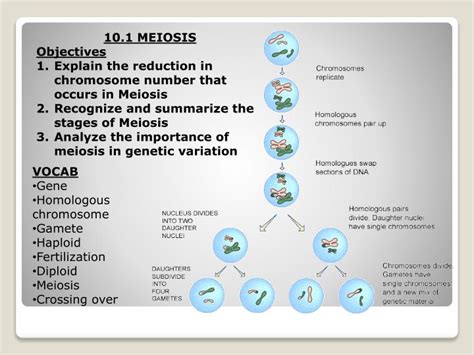 Ppt Sexual Reproduction And Genetics Chp10 10 1 Meiosis 10 2 Mendelian Genetics Powerpoint