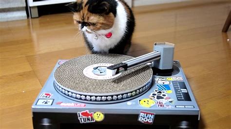 Dj Meme ♪ Cat Scratch Turntable Youtube