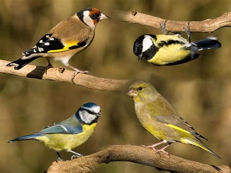 Top 10 British Garden Birds