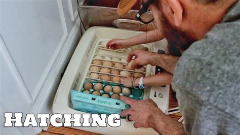 Let S Hatch Some Eggs Silkie And Sebright Chicken Eggs Going In The Incubator The Farm Life