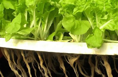 Hydroponic Lettuce How To Grow Lettuce Hydroponically Constant Delights