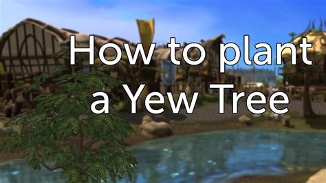 Runescape How To Plant A Yew Tree Guidetutorial Youtube
