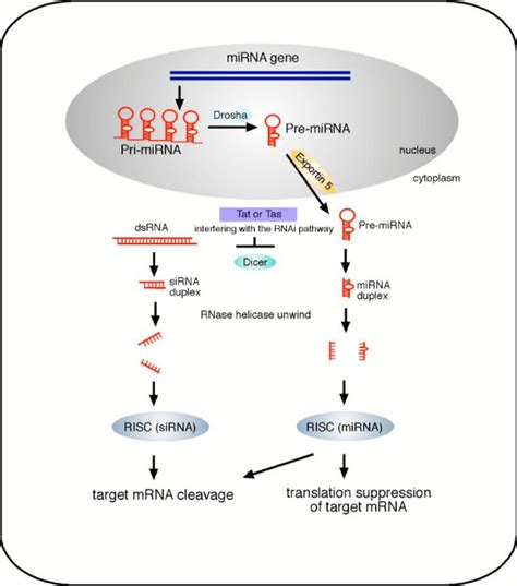 Model Of Rna Silencing Pathway The Biogenesis Of Rna Silencing