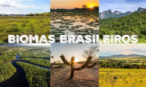 Biomas Brasileiros Mapa Dos Biomas Tipos E Caracter Sticas