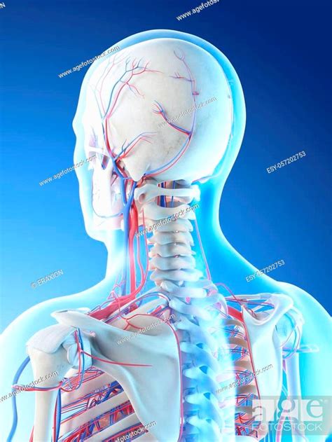 3d Rendered Illustration Of A Mans Vascular Anatomy Of The Head And