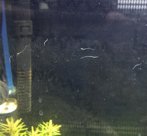 A Guide To Little White Worms In Your Freshwater Fish Tank