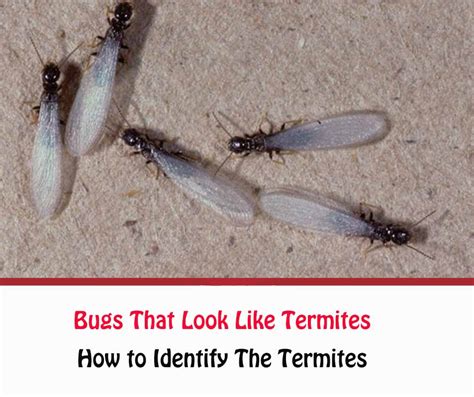 Do Termites Look Like Ants