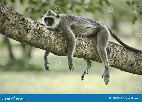 Lazy Monkey Stock Photo Image Of Staring Long Black 16827060